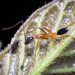 Leptomyrmex nigriceps - Photo 由 Damien Brouste 所上傳的 (c) Damien Brouste，保留部份權利CC BY-NC