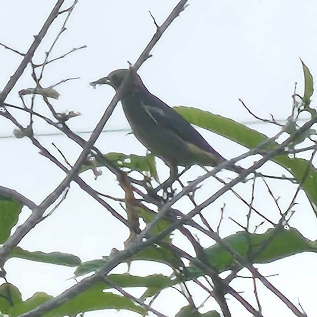 Chestnut-cheeked Starling
