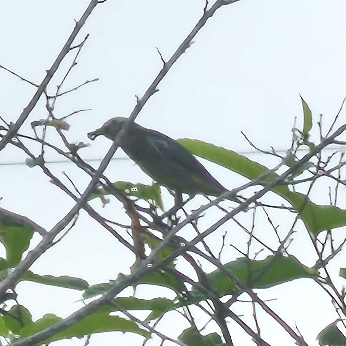 Chestnut-cheeked Starling
