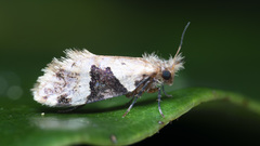Micropterigidae
