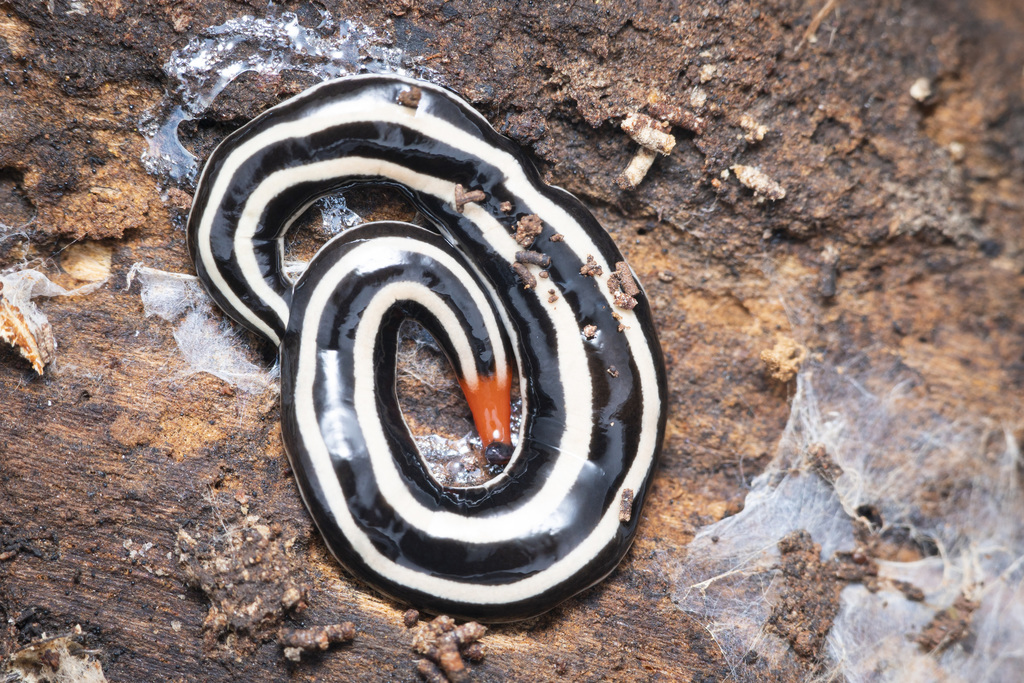 Rhynchodeminae