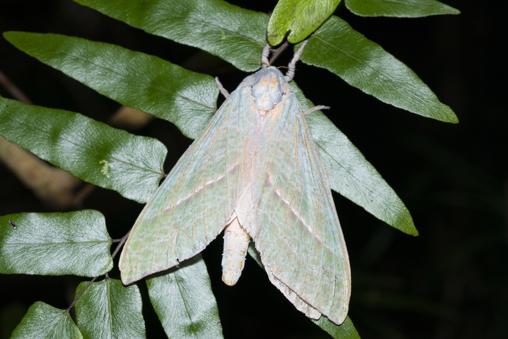 Aenetus cohici