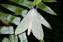 Aenetus cohici