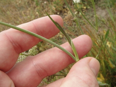 Perideridia parishii