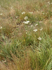 Perideridia parishii