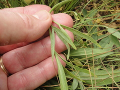 Perideridia parishii