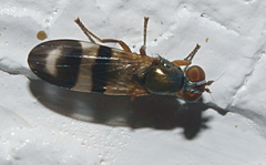 Chaetopsis fulvifrons