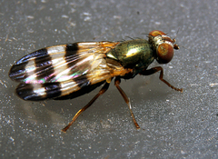 Chaetopsis massyla