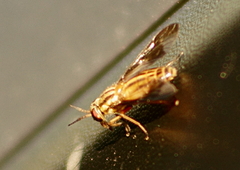 Chrysops vittatus
