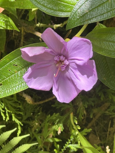 Pleroma urvilleanum observed 2025-07-28
