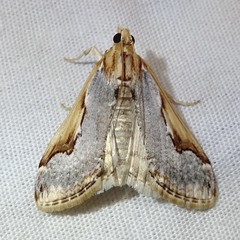 Loxostege albiceralis