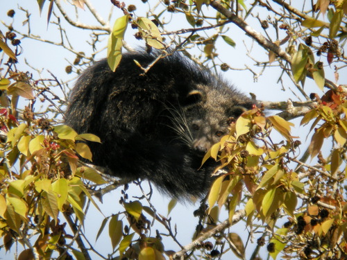 Binturong (Arctictis binturong)