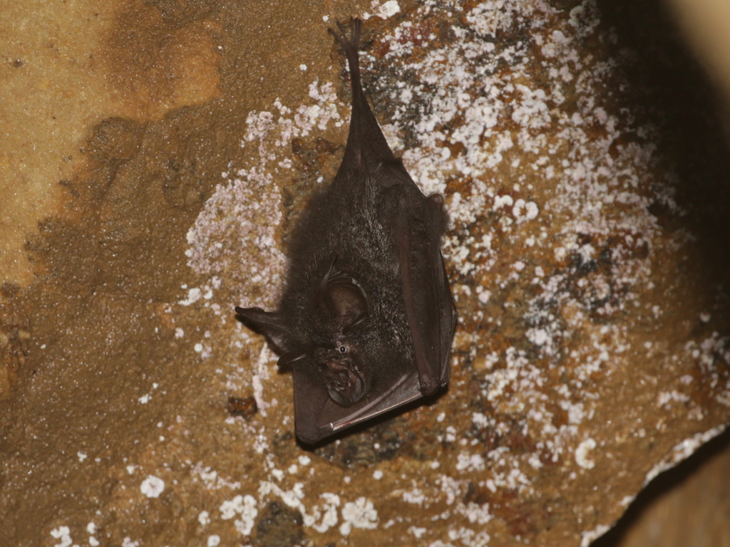 Northern Woolly Horseshoe Bat