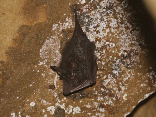 Northern Woolly Horseshoe Bat