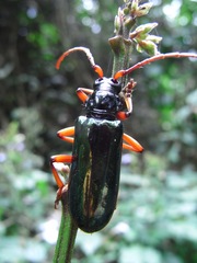 Neoplocaederus nitidipennis
