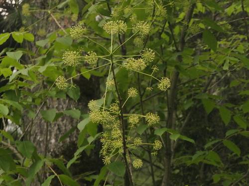 Aralia leschenaultii (Aralia leschenaultii)