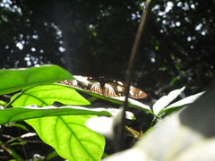 Hypolimnas anthedon anthedon