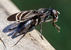 Tritoxa flexa