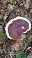 Ganoderma