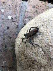 Elasmopoda valga