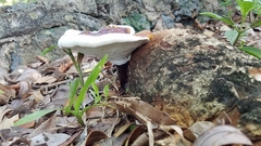 Ganoderma