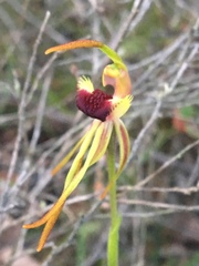 Caladenia longiclavata