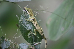 Pseudocalotes tympanistriga