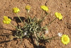 Asteraceae