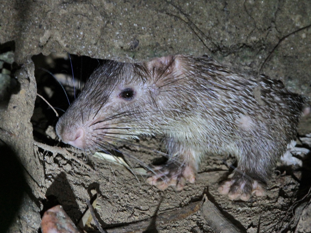 Asiatic Brush-tailed Porcupine