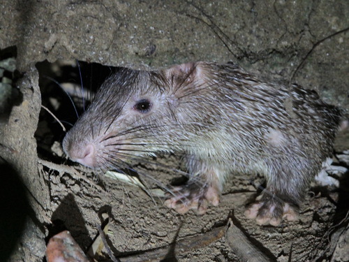 Asian Brush-tailed Porcupine (Atherurus macrourus)