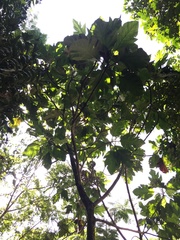 Artocarpus blancoi