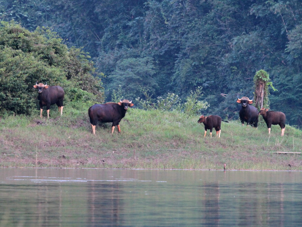 Bos gaurus, Thailand, by ian_dugdale
