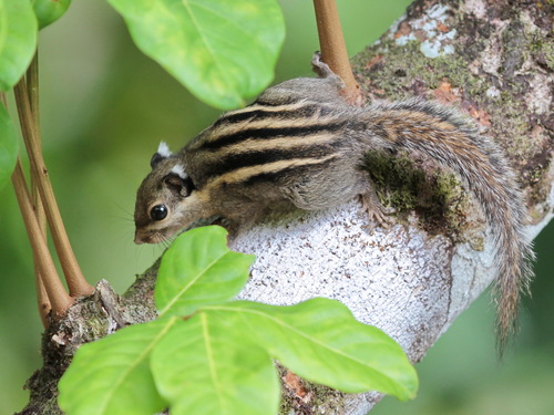 Southeast Asian Striped Squirrel (Tamiops barbei)