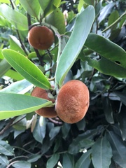 Diospyros blancoi