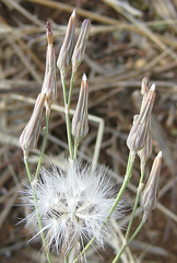 Asteraceae