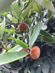 Diospyros blancoi
