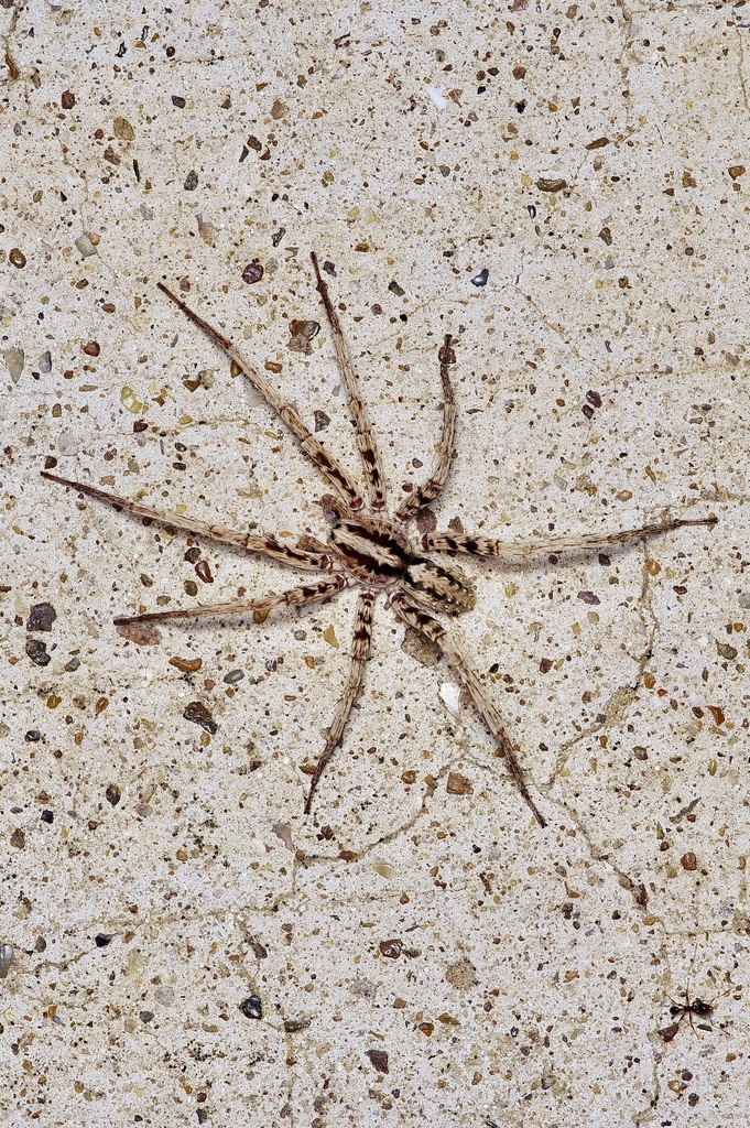 Leptoctenus byrrhus