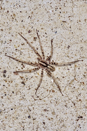 Leptoctenus byrrhus