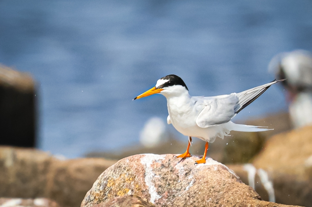 Small Terns
