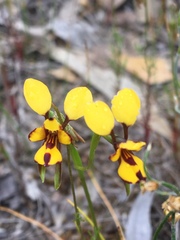 Diuris laxiflora