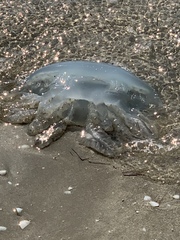 Dactyliophorae