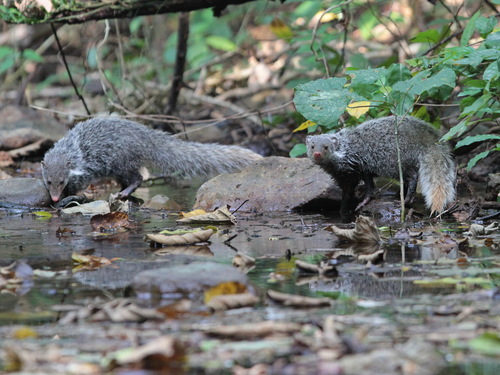 Crab-eating Mongoose