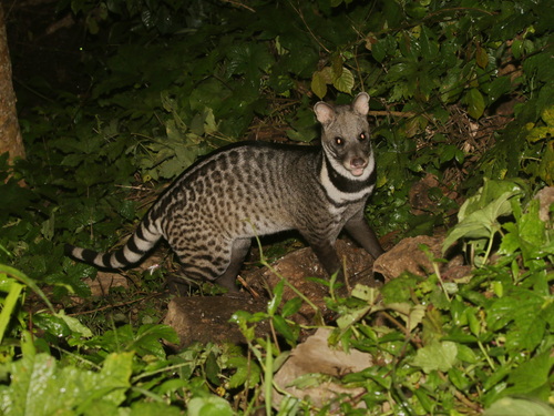 Civeta grande de la India (Viverra zibetha)