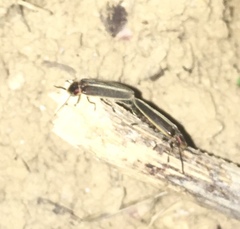 Photinus signaticollis
