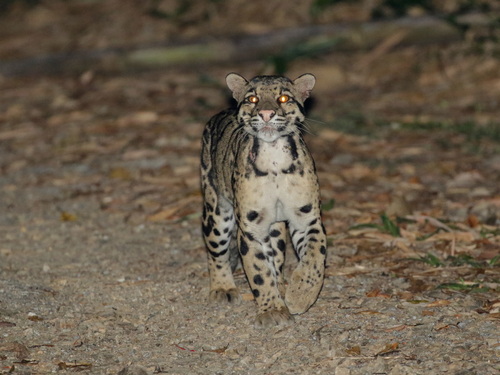 ウンピョウ