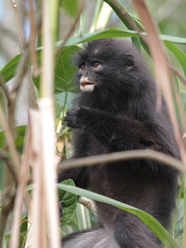 Robinson's Banded Langur