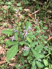 Grona heterocarpos strigosa
