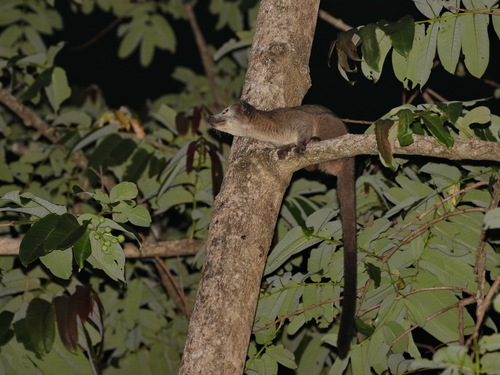 Small-toothed Palm Civet