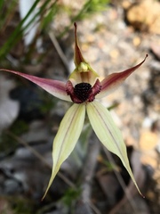 Caladenia macrostylis