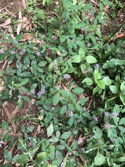 Grona heterocarpos strigosa